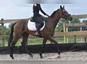 Andere Rassen, Merrie, 4 Jaar, 163 cm, Donkerbruin