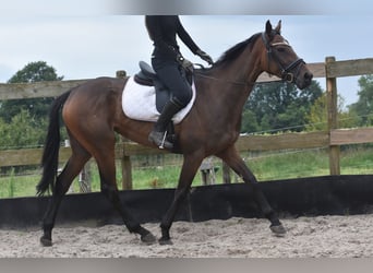 Andere Rassen, Merrie, 4 Jaar, 163 cm, Donkerbruin