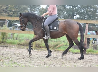 Andere Rassen, Merrie, 4 Jaar, 163 cm, Donkerbruin