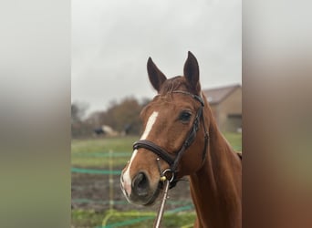 Andere Rassen, Merrie, 4 Jaar, 164 cm, Vos