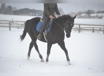 Andere Rassen, Merrie, 4 Jaar, 165 cm, Zwart