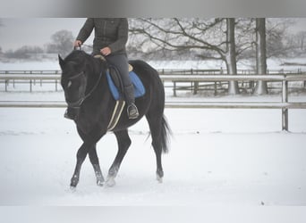 Andere Rassen, Merrie, 4 Jaar, 165 cm, Zwart