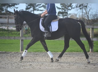 Andere Rassen, Merrie, 4 Jaar, 165 cm, Zwart