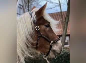 Andere Rassen, Merrie, 4 Jaar, 168 cm, Vos