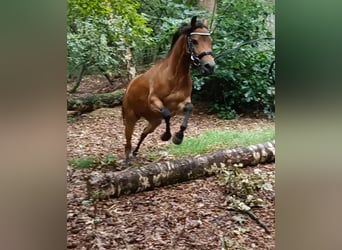 Andere Rassen, Merrie, 5 Jaar, 110 cm, Lichtbruin