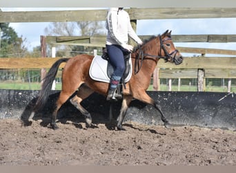 Andere Rassen, Merrie, 5 Jaar, 110 cm, Lichtbruin