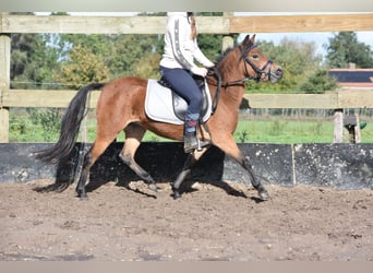 Andere Rassen, Merrie, 5 Jaar, 110 cm, Lichtbruin
