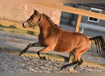 Andere Rassen, Merrie, 5 Jaar, 110 cm, Lichtbruin
