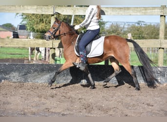 Andere Rassen, Merrie, 5 Jaar, 115 cm, Donkerbruin
