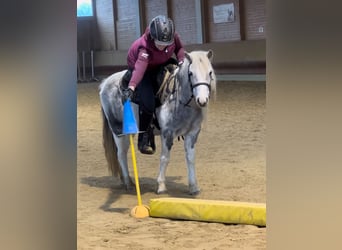 Andere Rassen, Merrie, 5 Jaar, 126 cm, Gevlekt-paard