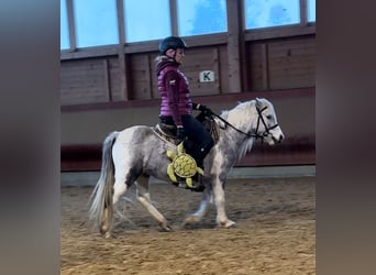 Andere Rassen, Merrie, 5 Jaar, 126 cm, Gevlekt-paard