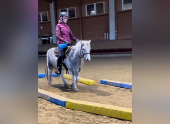 Andere Rassen, Merrie, 5 Jaar, 126 cm, Gevlekt-paard