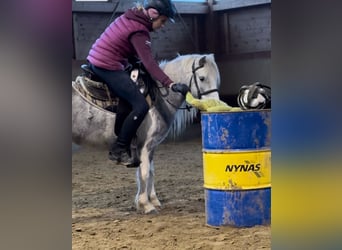 Andere Rassen, Merrie, 5 Jaar, 126 cm, Gevlekt-paard