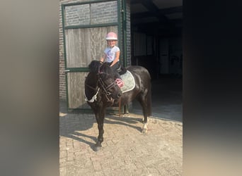 Andere Rassen Mix, Merrie, 5 Jaar, 126 cm, Zwartbruin