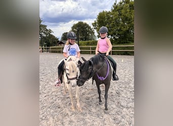 Andere Rassen Mix, Merrie, 5 Jaar, 126 cm, Zwartbruin