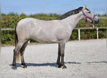 Andere Rassen, Merrie, 5 Jaar, 135 cm, Schimmel