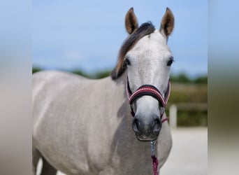 Andere Rassen, Merrie, 5 Jaar, 135 cm, Schimmel