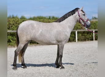 Andere Rassen, Merrie, 5 Jaar, 135 cm, Schimmel