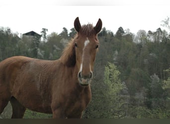 Andere Rassen, Merrie, 5 Jaar, 140 cm, Vos