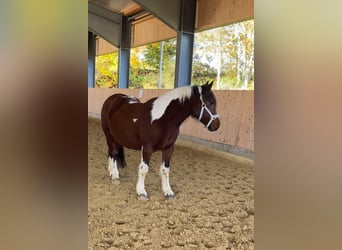 Andere Rassen Mix, Merrie, 5 Jaar, 144 cm, Gevlekt-paard