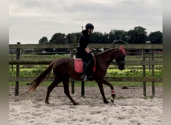 Andere Rassen, Merrie, 5 Jaar, 147 cm, Vos