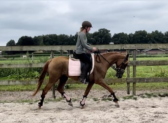 Andere Rassen, Merrie, 5 Jaar, 147 cm, Vos