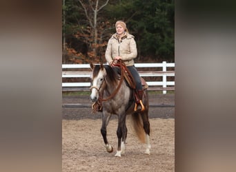 Andere Rassen Mix, Merrie, 5 Jaar, 150 cm, Brown Falb schimmel