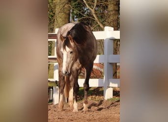 Andere Rassen Mix, Merrie, 5 Jaar, 150 cm, Brown Falb schimmel