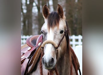 Andere Rassen Mix, Merrie, 5 Jaar, 150 cm, Brown Falb schimmel