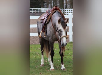 Andere Rassen Mix, Merrie, 5 Jaar, 150 cm, Brown Falb schimmel