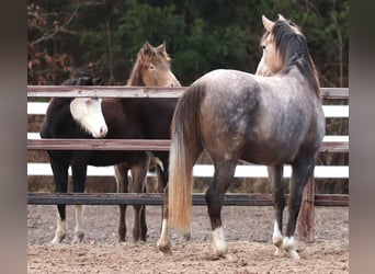 Andere Rassen Mix, Merrie, 5 Jaar, 150 cm, Brown Falb schimmel