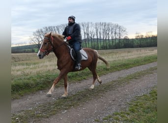 Andere Rassen, Merrie, 5 Jaar, 152 cm, Vos