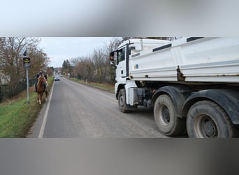Andere Rassen, Merrie, 5 Jaar, 152 cm, Vos