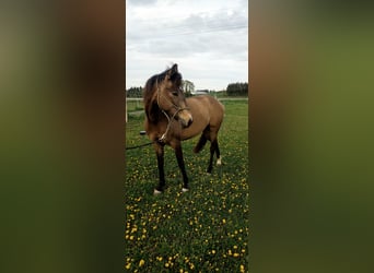 Andere Rassen Mix, Merrie, 5 Jaar, 153 cm, Falbe