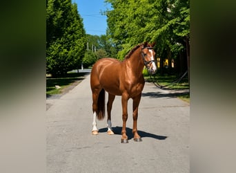 Andere Rassen, Merrie, 5 Jaar, 153 cm