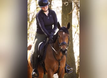 Andere Rassen, Merrie, 5 Jaar, 155 cm, Bruin