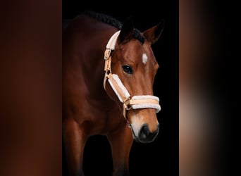 Andere Rassen, Merrie, 5 Jaar, 155 cm, Bruin