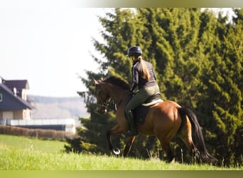 Andere Rassen, Merrie, 5 Jaar, 155 cm, Bruin
