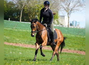 Andere Rassen, Merrie, 5 Jaar, 155 cm, Bruin