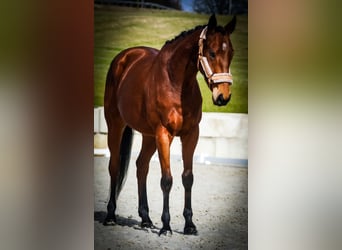 Andere Rassen, Merrie, 5 Jaar, 155 cm, Bruin