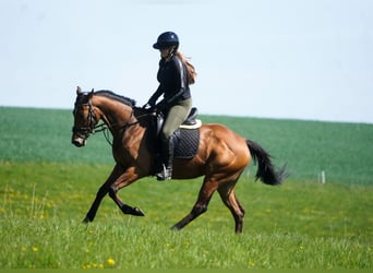 Andere Rassen, Merrie, 5 Jaar, 155 cm, Bruin