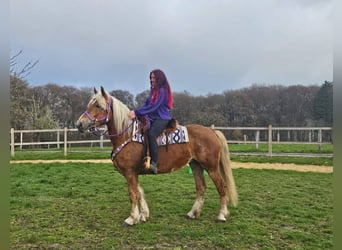 Andere Rassen, Merrie, 5 Jaar, 156 cm, Vos