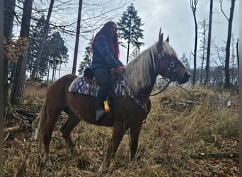 Andere Rassen, Merrie, 5 Jaar, 156 cm, Vos