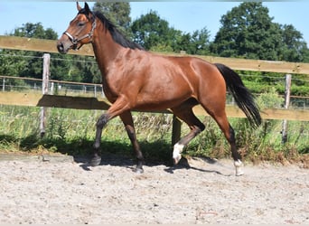 Andere Rassen, Merrie, 5 Jaar, 158 cm, Roodbruin