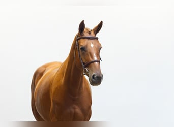 Andere Rassen, Merrie, 5 Jaar, 160 cm, Vos