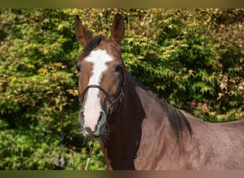 Andere Rassen, Merrie, 5 Jaar, 161 cm, Sabino