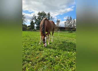 Andere Rassen, Merrie, 5 Jaar, 161 cm, Sabino