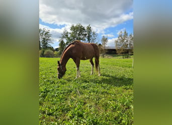 Andere Rassen, Merrie, 5 Jaar, 161 cm, Sabino