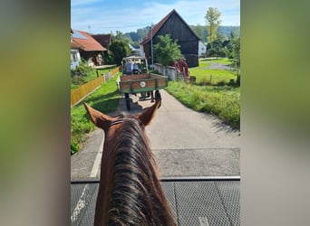 Andere Rassen, Merrie, 5 Jaar, 161 cm, Sabino