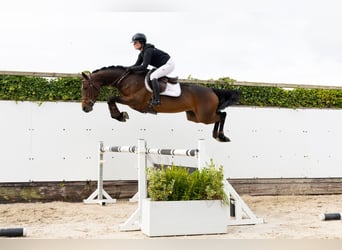 Andere Rassen, Merrie, 5 Jaar, 163 cm, Bruin